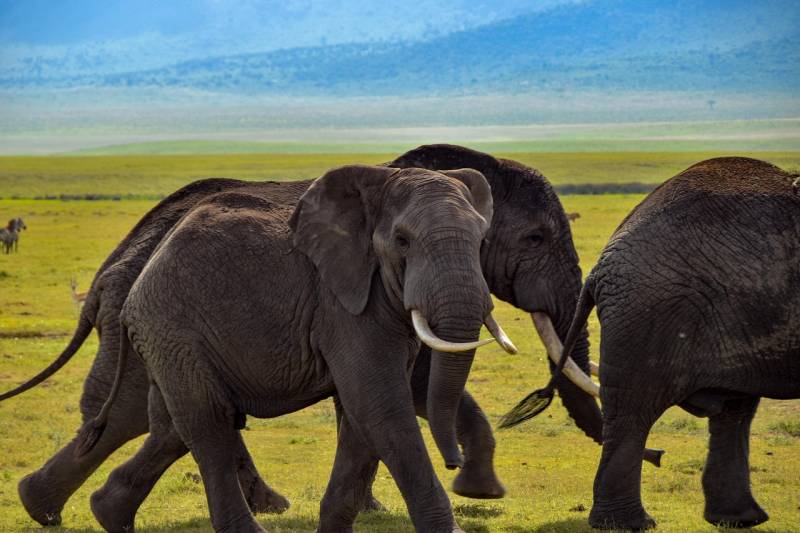 India- Kenya: 8D 7N Tsavo National Park Safari Adventure