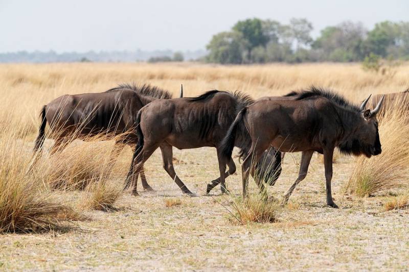 India- Kenya: 8D 7N Tsavo National Park Safari Adventure
