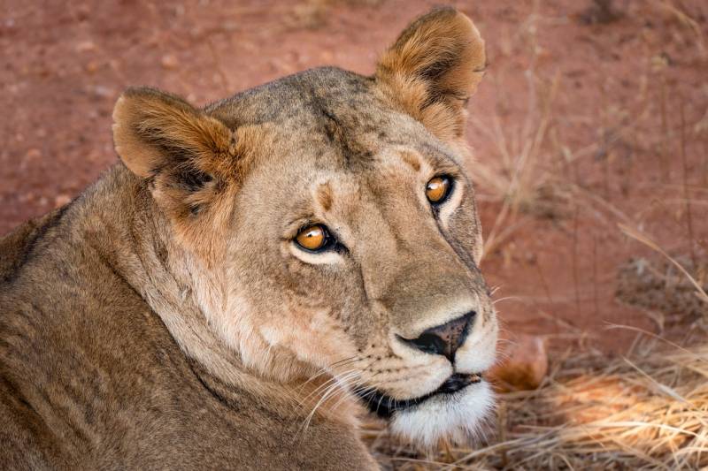 India- Kenya: 8D 7N Tsavo National Park Safari Adventure