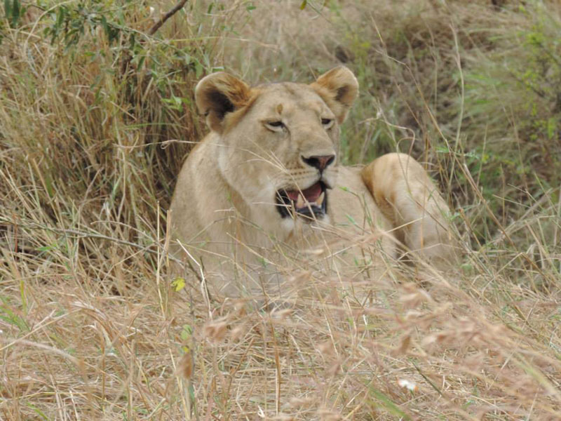 Nairobi - Naivasha - Maasai Mara Tour