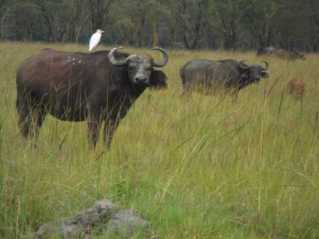1 Day Nairobi National Park Excursion Tour