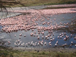 6 Days Kenya Wildlife Package