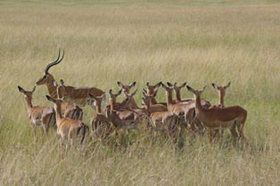 8 Days Kenya Wildlife And Nature Safari Tour