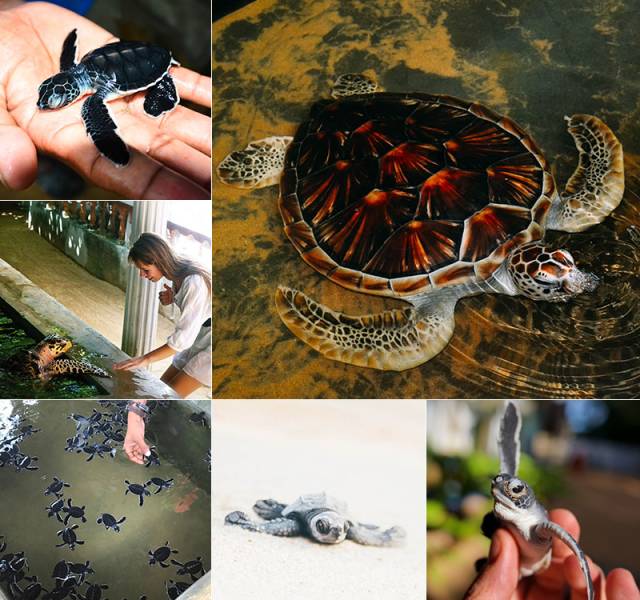 Sri Lanka 08 Night Package