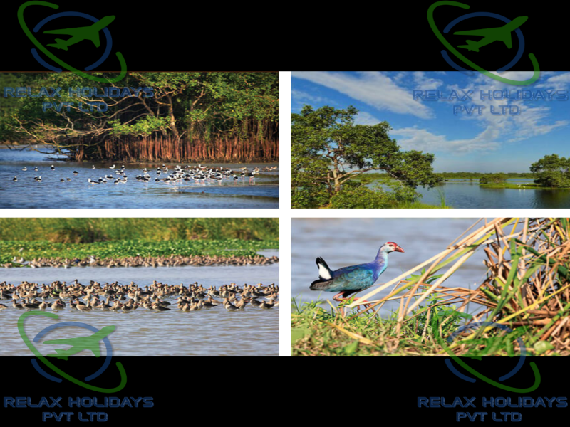 11 Nights 12 Days Best Sri Lanka Package