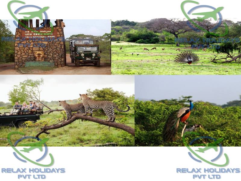 11 Nights 12 Days Best Sri Lanka Package