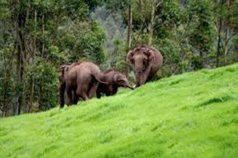 3 Days Periyar Tour With Tree House
