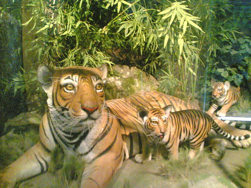 Kanha Wildlife Sanctuary Tour