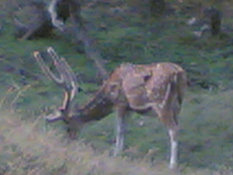 Kanha Wildlife Sanctuary Tour