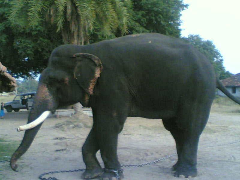 Kanha Wildlife Sanctuary Tour