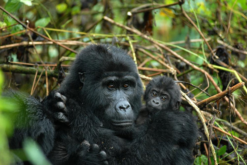 Just Gorillas Uganda Tour