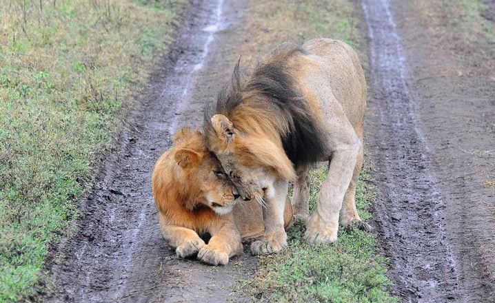 Kenya Discoverer Safari