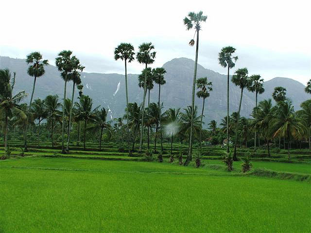 Pollachi - Valpari - Athripally Falls Tour