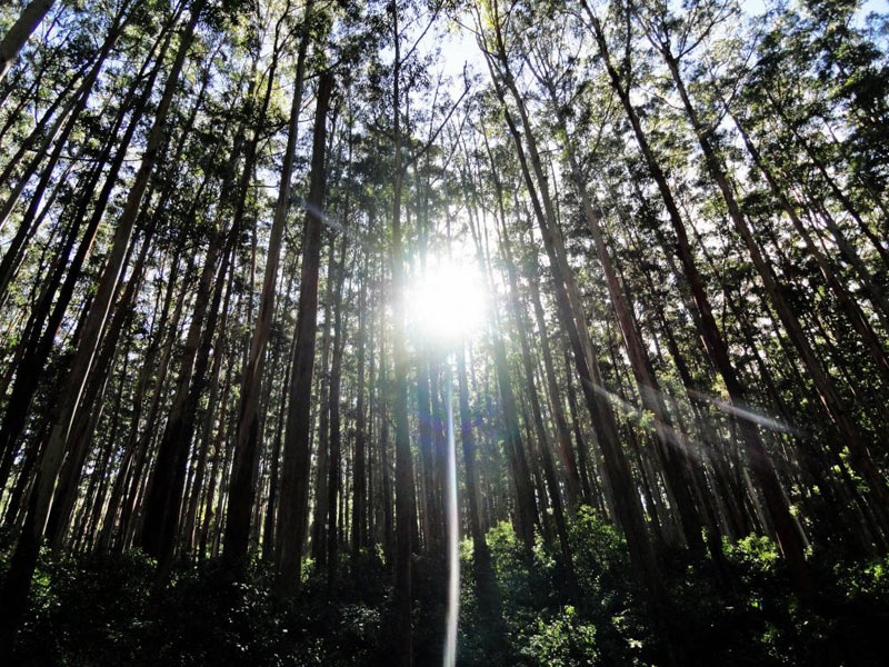 Mysore - Ooty - Kodaikanal - Hill station Tour