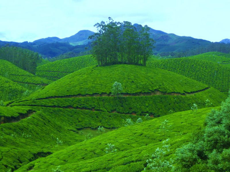Munnar - Thekkay Tour
