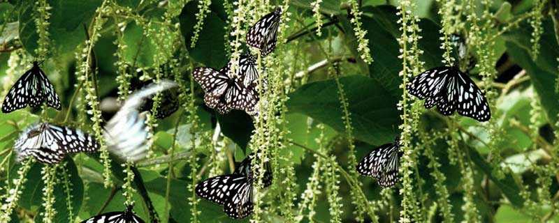 Thalaiyar Tour 2N /3D