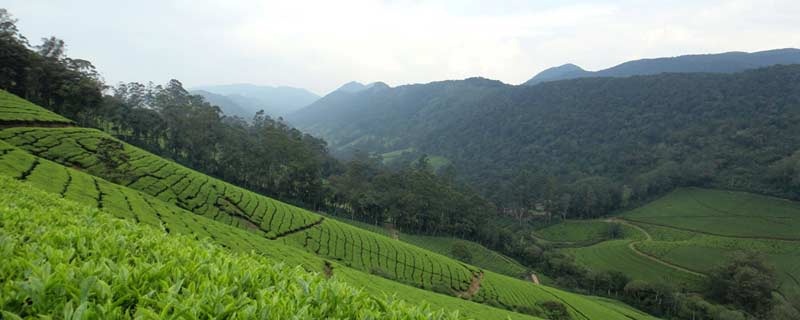 Thalaiyar Tour 2N /3D