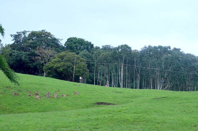 Pollachi - Topslip Tour