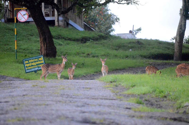 Pollachi - Topslip Tour