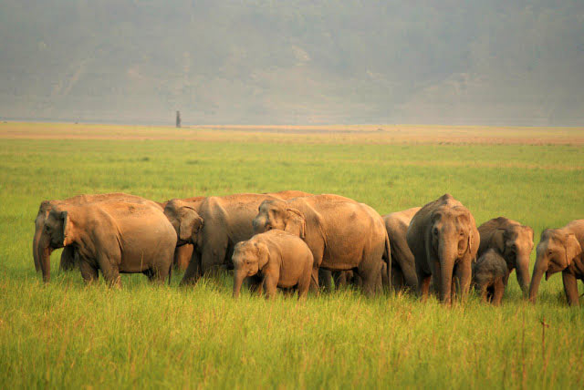 India Heritage And Wildlife Tour