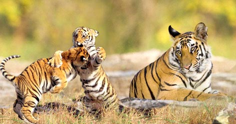 Packages For Photographers - Kanha National Park - 2N/3D Package For Sharing Basis