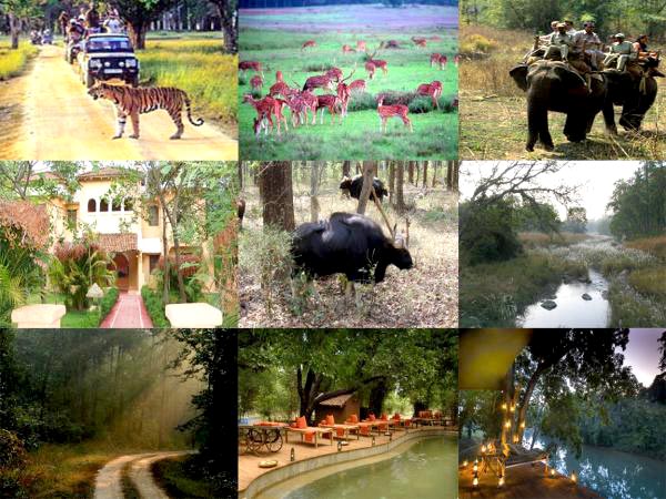 Family Packages - Kanha National Park - 1N/2D Package For Sharing Basis