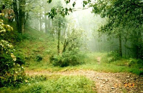 Hilly Uttarakhand Tour