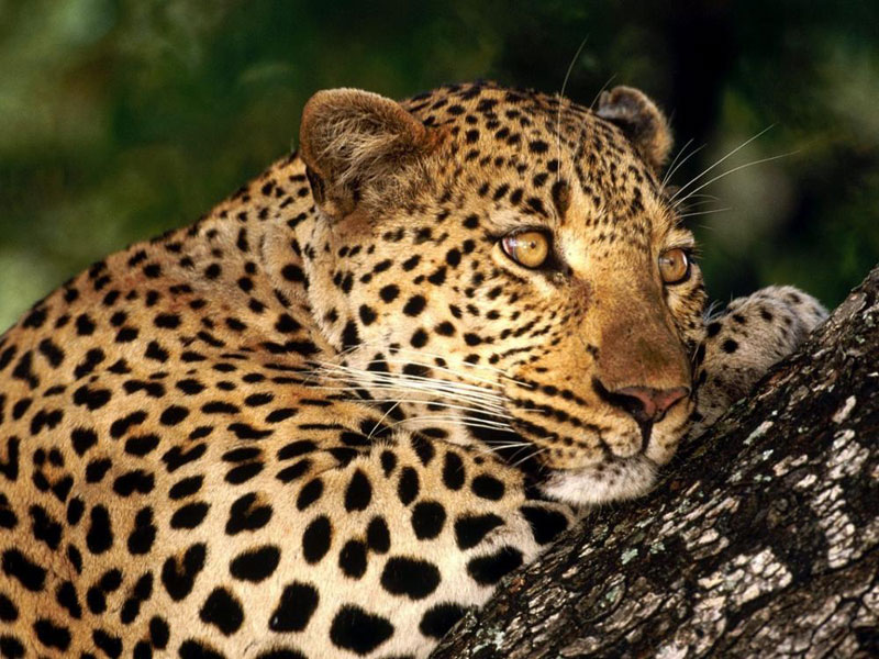3 Day Johannesburg - Kruger National Park Tour