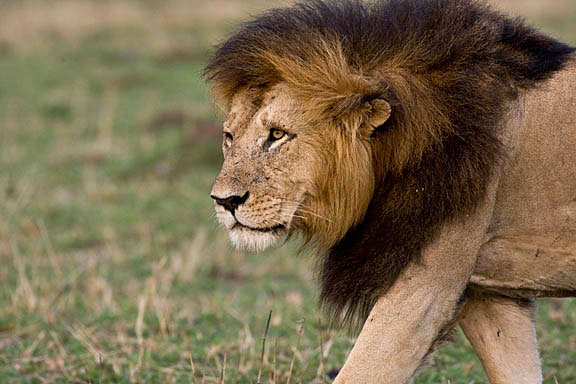 5 Day Johannesburg - Kruger National Park Tour