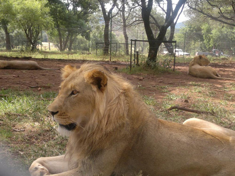 Johannesburg - Kruger Falls - Botswana Tour - 11 Days