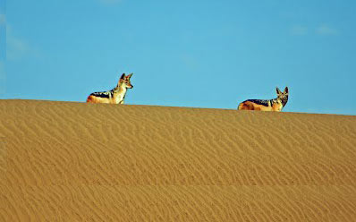 16 Day Johannesburg - Namibia Tour