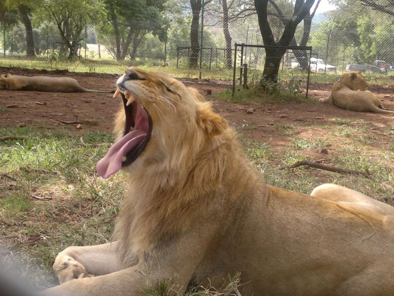 39 Days, 3 Stage, 8 Countries Safari Tour