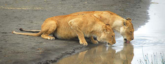 39 Days, 3 Stage, 8 Countries Safari Tour