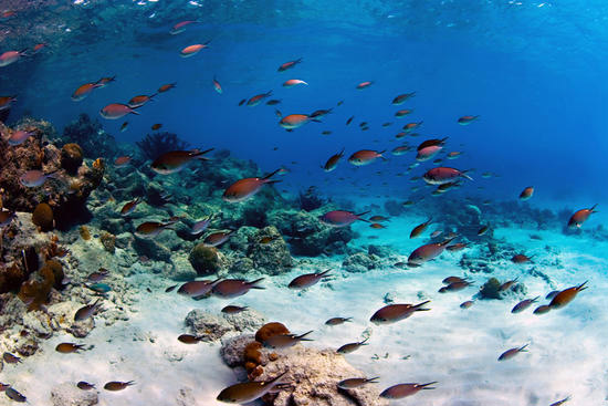 Kingfisher Andaman (Family Package) Image