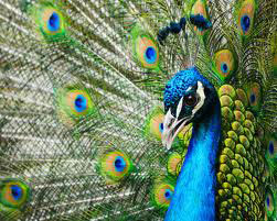 Rajasthan Wildlife Tour