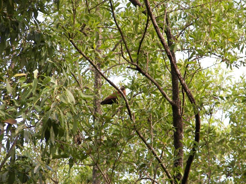 Kwamalasamutu Suriname Tour