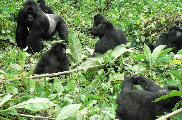 Rwanda Gorilla Trekking Tour