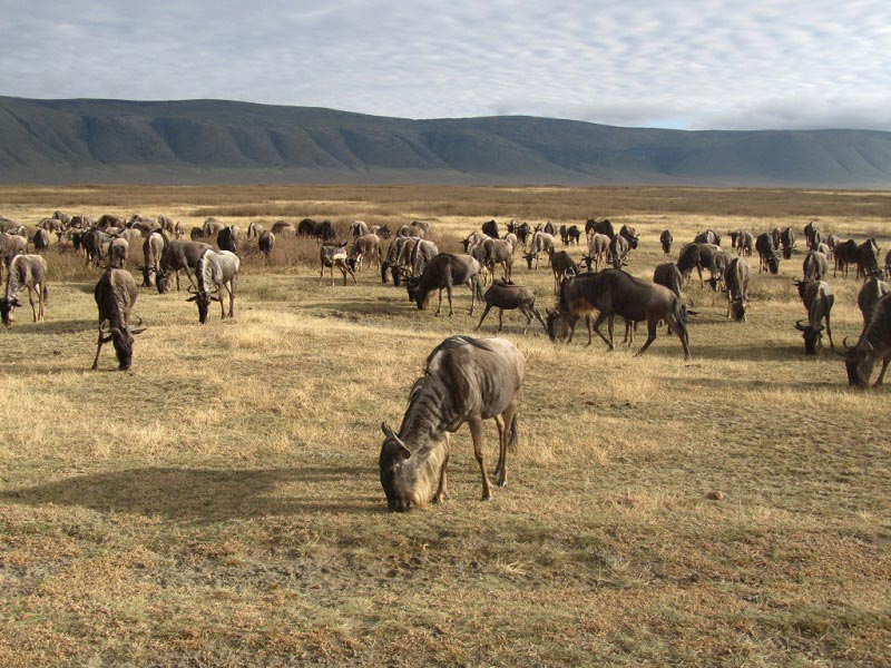 Arusha, Manyara, Serengeti & Ngorongoro Safari