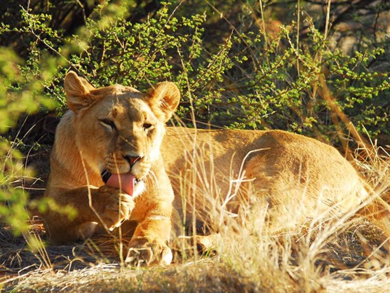 3Day/2Nights  Queen Elizabeth National Park Safari