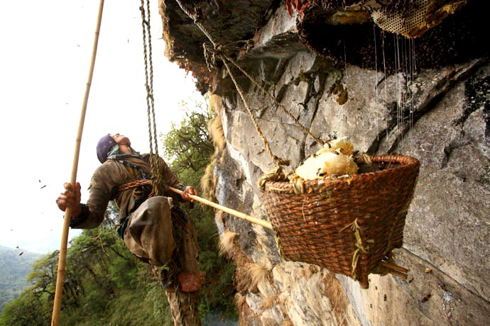 Honey Hunting Tour In Nepal