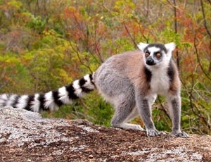 Meet In Madagascar Tour