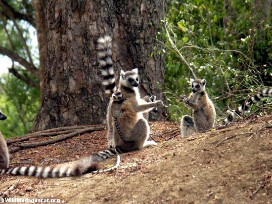 Down to the South of Madagascar