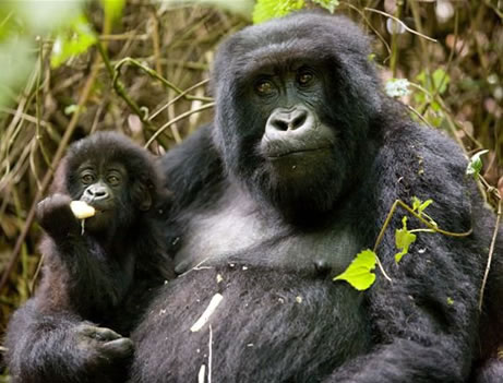 4 Days Rwanda Gorillas - Lake Kivu Tour