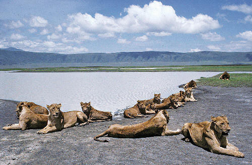 December Tanzania Holidays Tour - Manyara - Serengeti - Ngorongoro - Tarangire Lodge