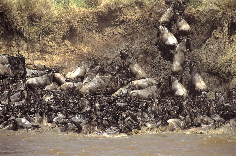 8 Days Tanzania Wildlife Safari and Zanzibar Safari