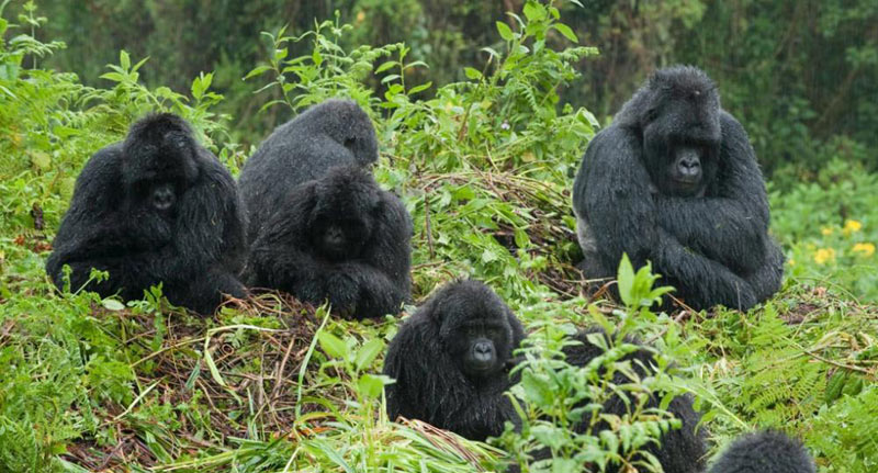 Kenya - Tanzania Best Wildlife Lodge - Uganda Gorilla Safari Tour