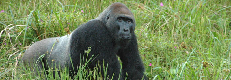 13 Day Kenya - Tanzania Wildlife Safari - Rwanda Gorilla Tour