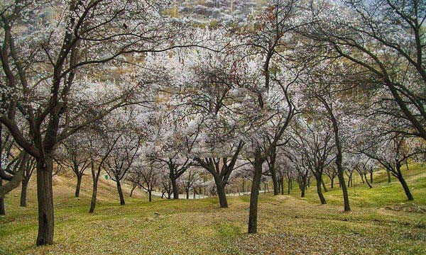 Hunza Cherry, Apricot Blossom Tour – North Pakistan