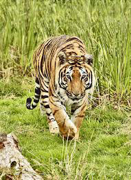 Golden Triangle with Ranthambore Tour