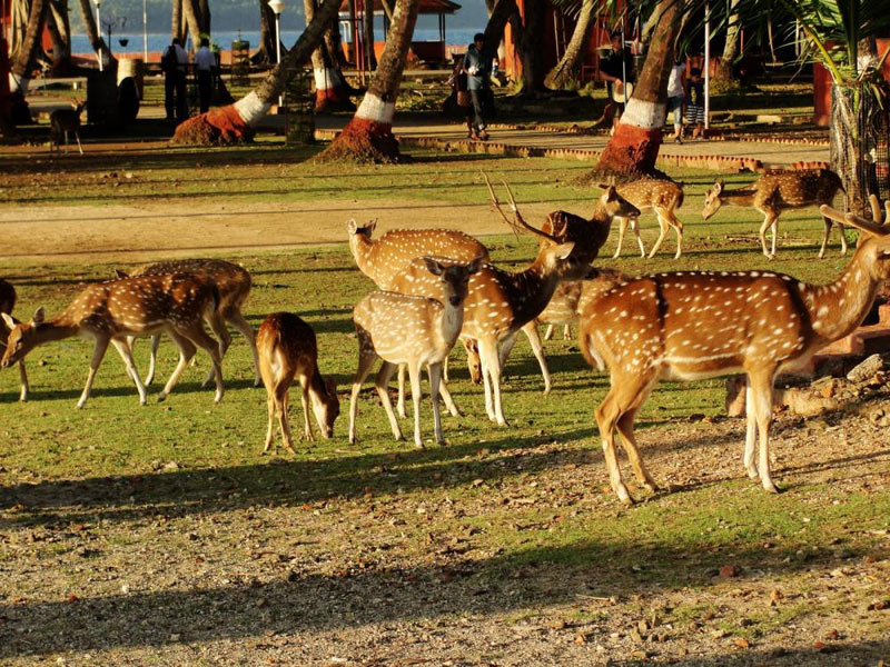 Andaman Tour 5 Night 6 Days